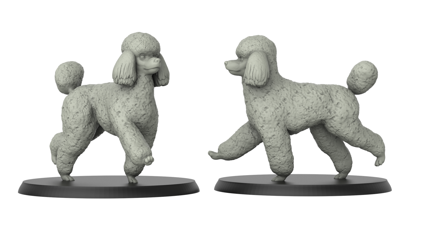Hund Pudel Miniatur - 3DIP Studios